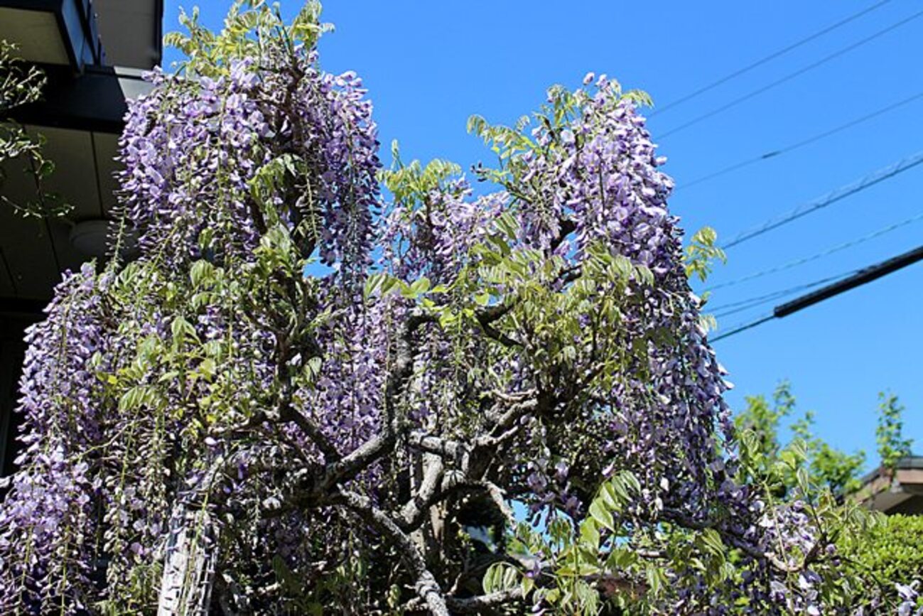 庭のフジの花が眩しいほど美しい - fu-kobb’s blog