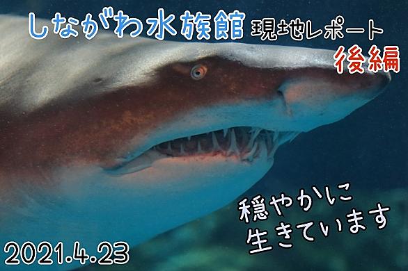 ハクションクラゲとは 動植物の人気 最新記事を集めました はてな