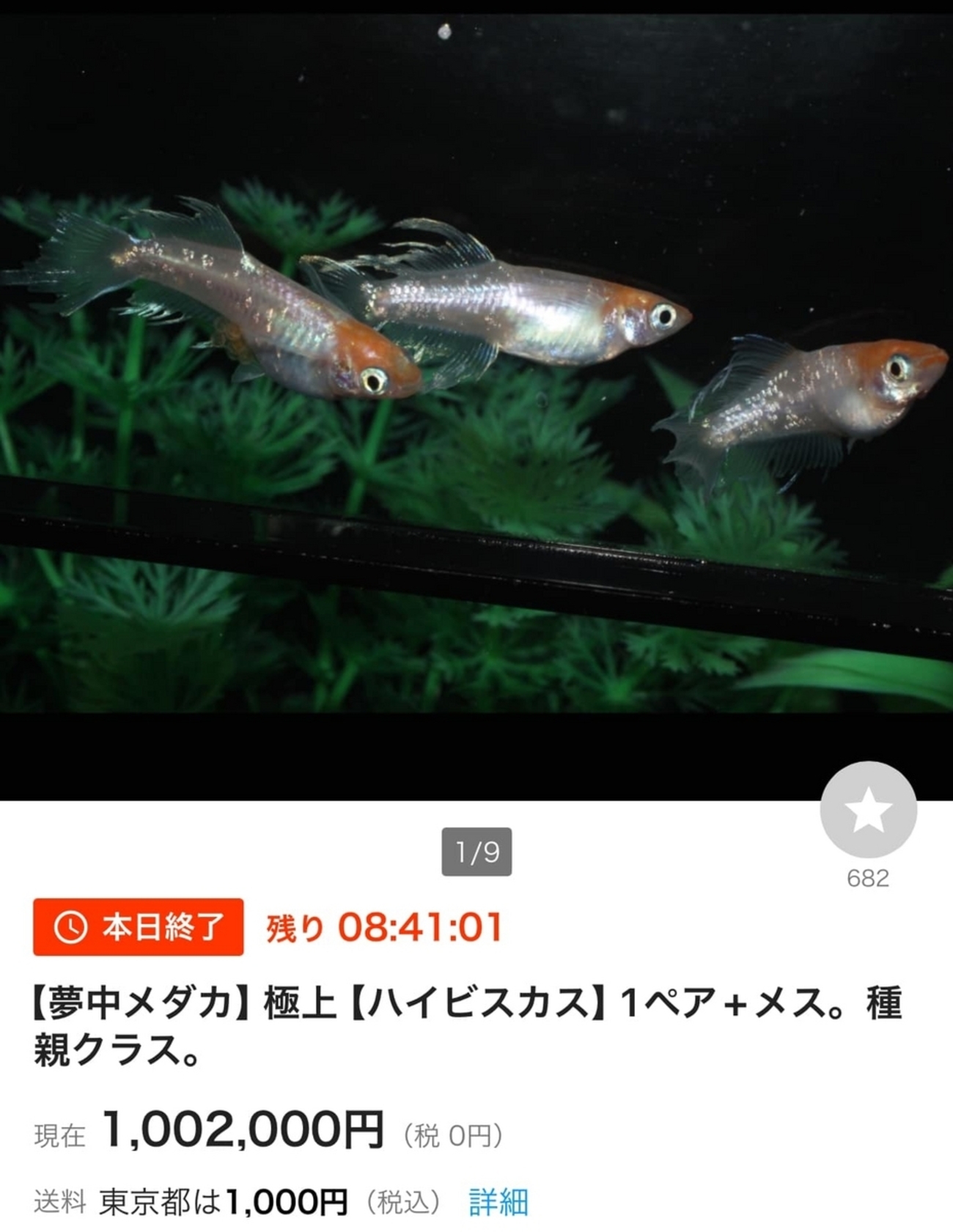 ヤフオク100万円、のメダカが素晴らしいと思う理由 - 堀切めだか