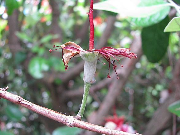 フェイジョアとは 動植物の人気 最新記事を集めました はてな