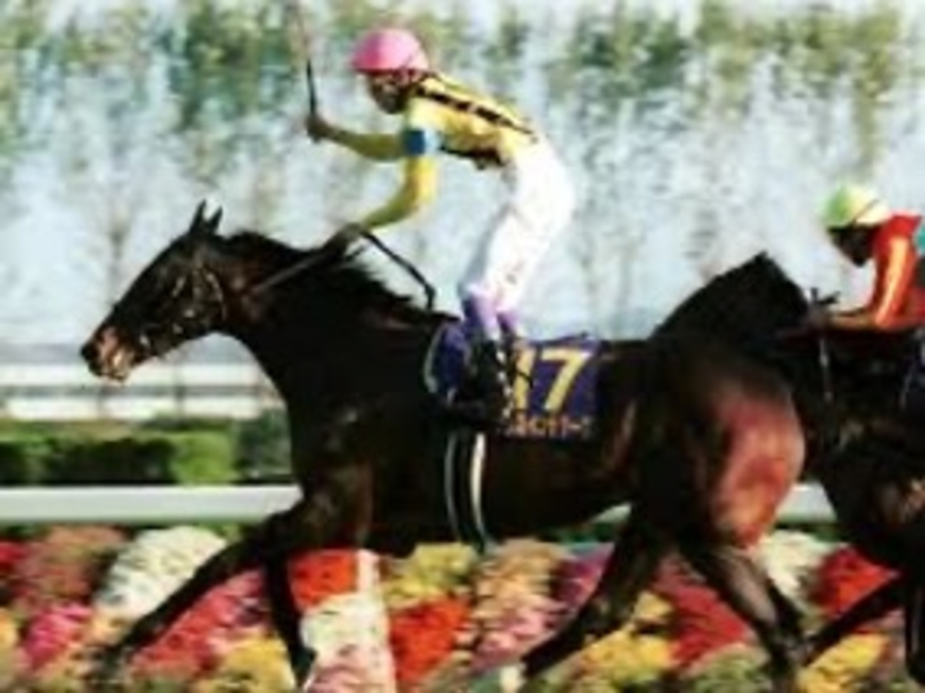 ダンスインザダーク｜菊花賞制覇の名馬と父系 - 特定看護師が教える 