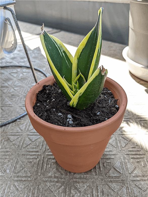 サンスベリアとは 動植物の人気 最新記事を集めました はてな サンスベリアとは 動植物の人気 最新記事を集めました はてな