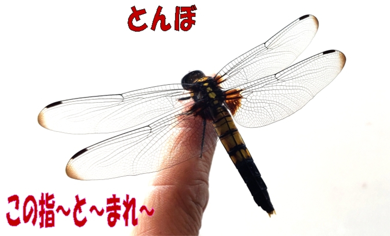 とんぼとトンボ🛩️新芽が出ないハッサクン・・・自然の恵みにごちそうさま - igenoyama’s diary（いげのやま美化クラブ）