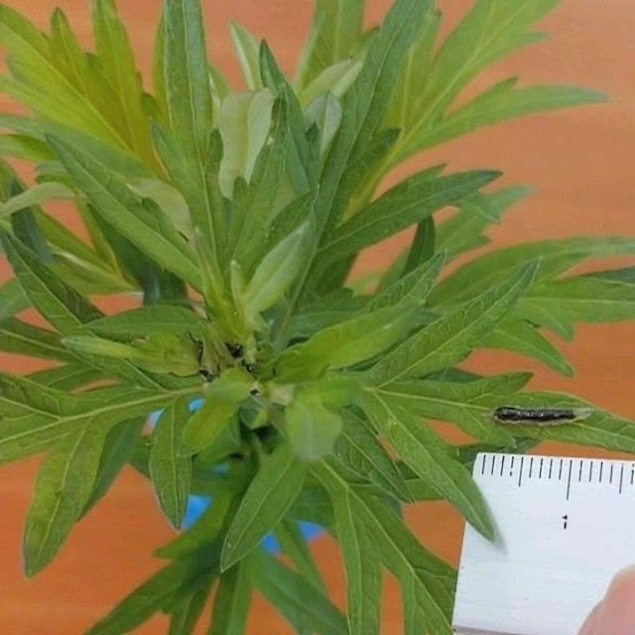 ヒラタアブ【幼虫～蛹まで】まとめました　※幼虫が脈打つ様子も掲載 - 昆虫観察ブログ