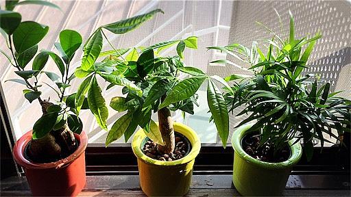 パキラとは 動植物の人気 最新記事を集めました はてな パキラとは 動植物の人気 最新記事を集めました はてな