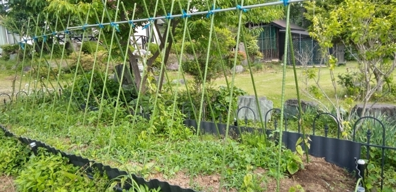 朝飯前の草取り - さとやま菜遊記