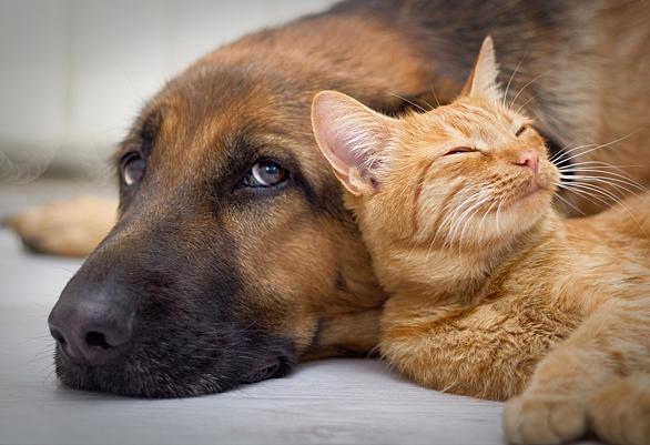 普通の女の子に戻りたいとは アイドルの人気 最新記事を集めました はてな