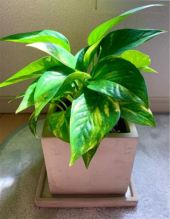ポトスとは 動植物の人気 最新記事を集めました はてな ポトスとは 動植物の人気 最新記事を集めました はてな
