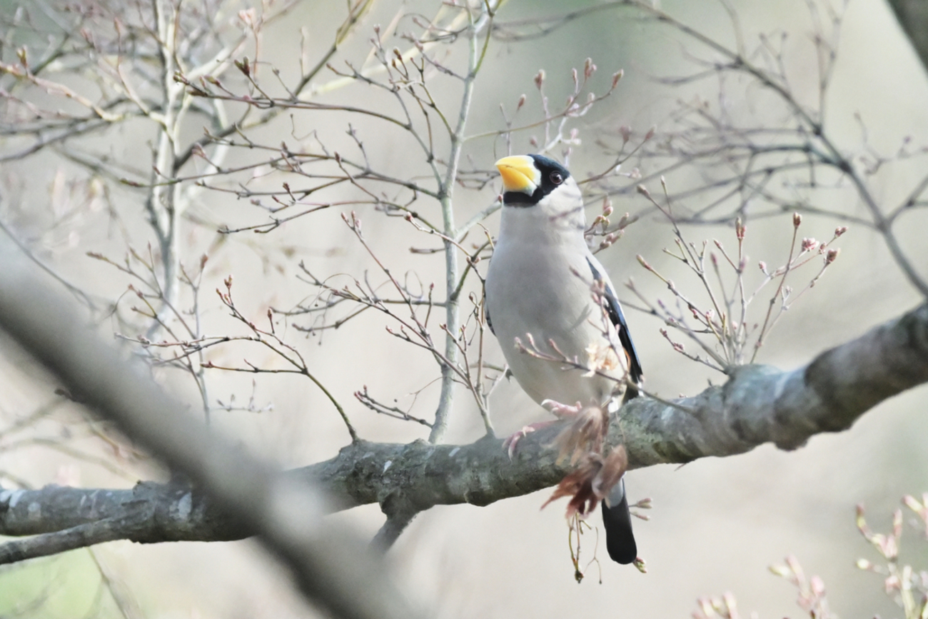 鳥がいく シカゴでバードウォッチング！】 Northern Flicker ハシボソ