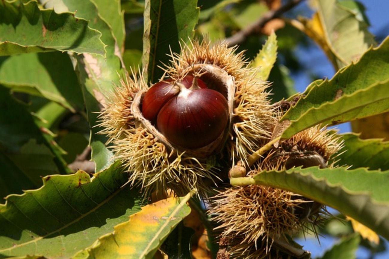 🌰秋の味覚を手軽に♪ むき栗で作るほっこり栗ごはん - 姉妹ママあさりの知育ブログ