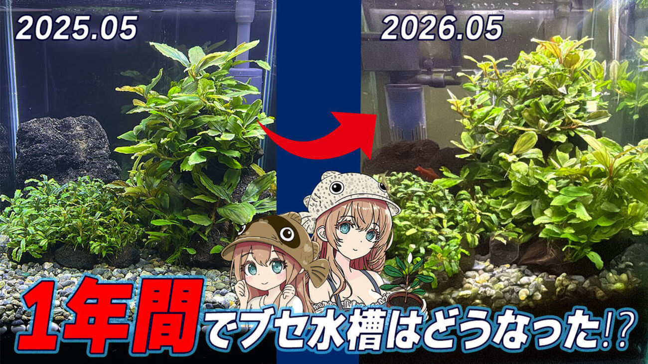 沈殿槽付きブセ水槽立ち上げ後1年間の成長記！ビフォーアフター！ - た