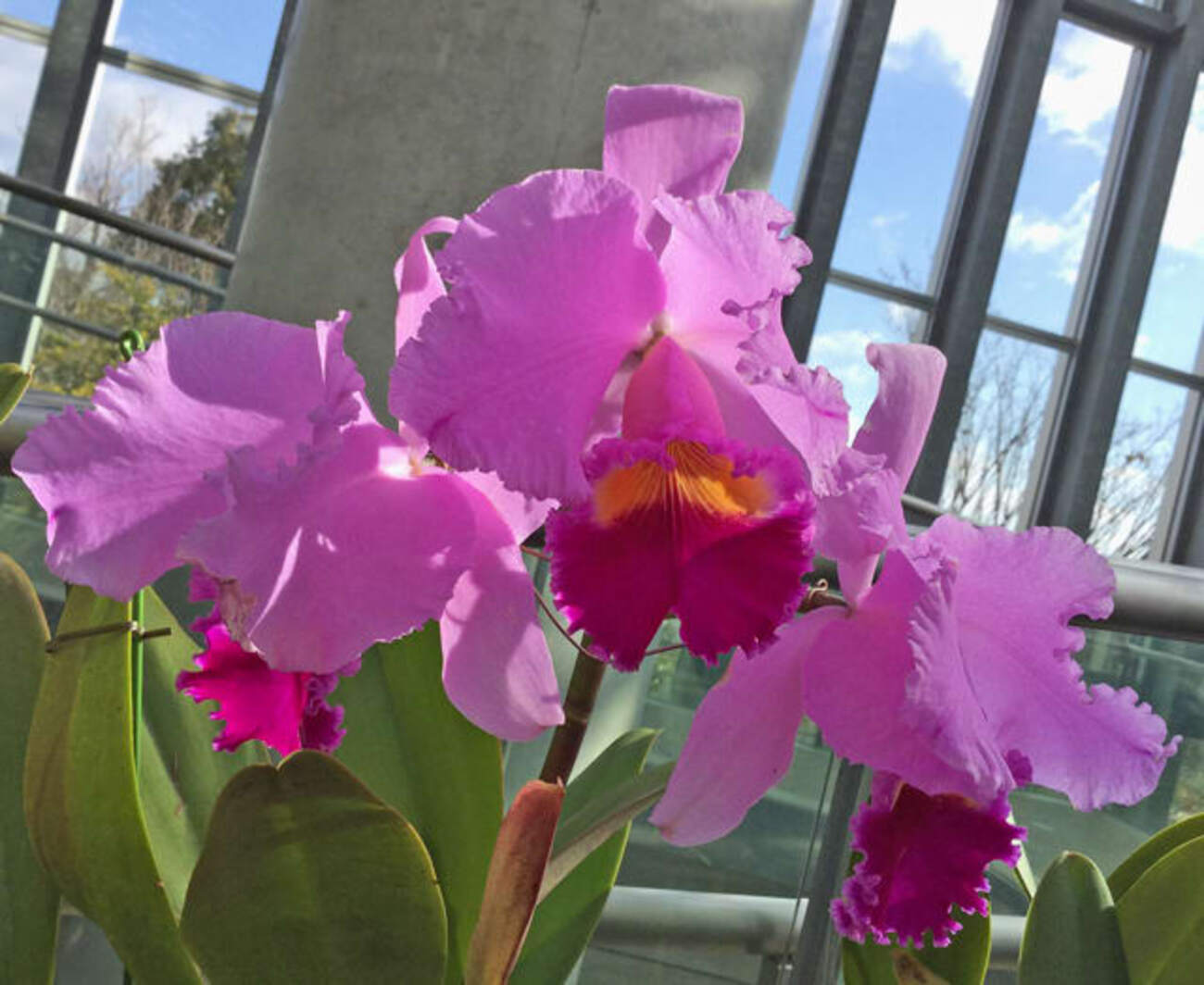C. Commander‘Pink Pal’ - カトログ !! ～ カトレヤ交配種のブログ (Hybrid Cattleya's ...