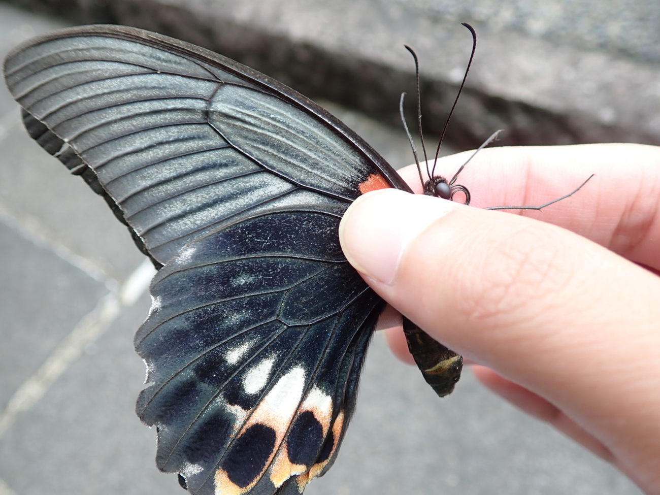 アゲハチョウの最大種は誰？ 赤い点と白い模様で分かりやすい 