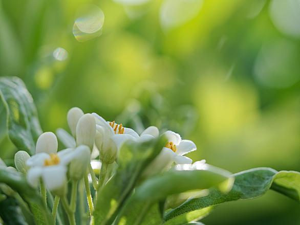 トベラとは 動植物の人気 最新記事を集めました はてな トベラとは 動植物の人気 最新記事を集めました はてな