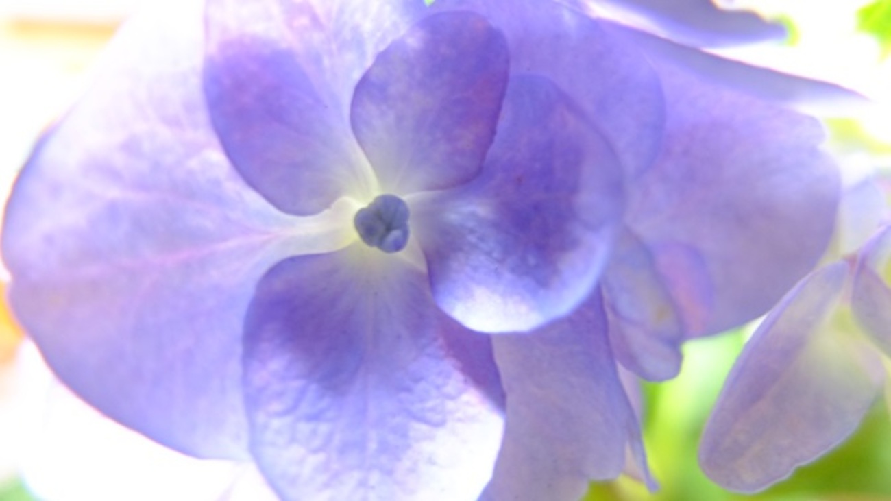 今年最後の紫陽花 - フラワーバードウィンド＆ムーン