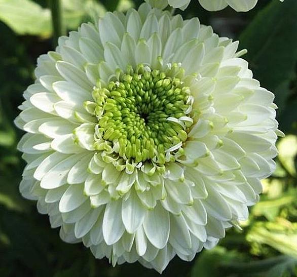 ガーベラとは 動植物の人気 最新記事を集めました はてな ガーベラとは 動植物の人気 最新記事を集めました はてな