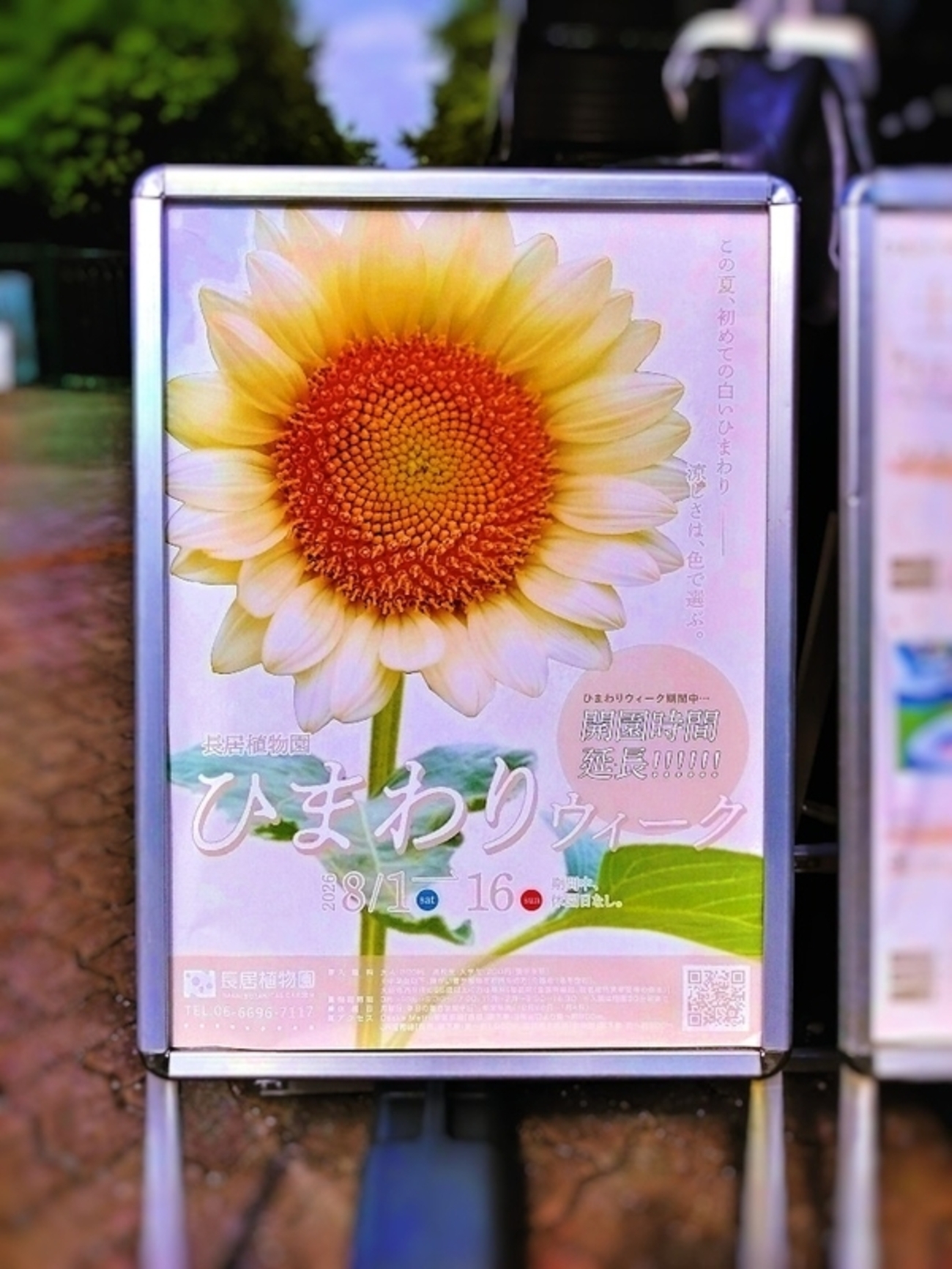 朝、アニメを視聴→｢長居植物園｣へ。本日から｢ひまわりウィーク｣開催