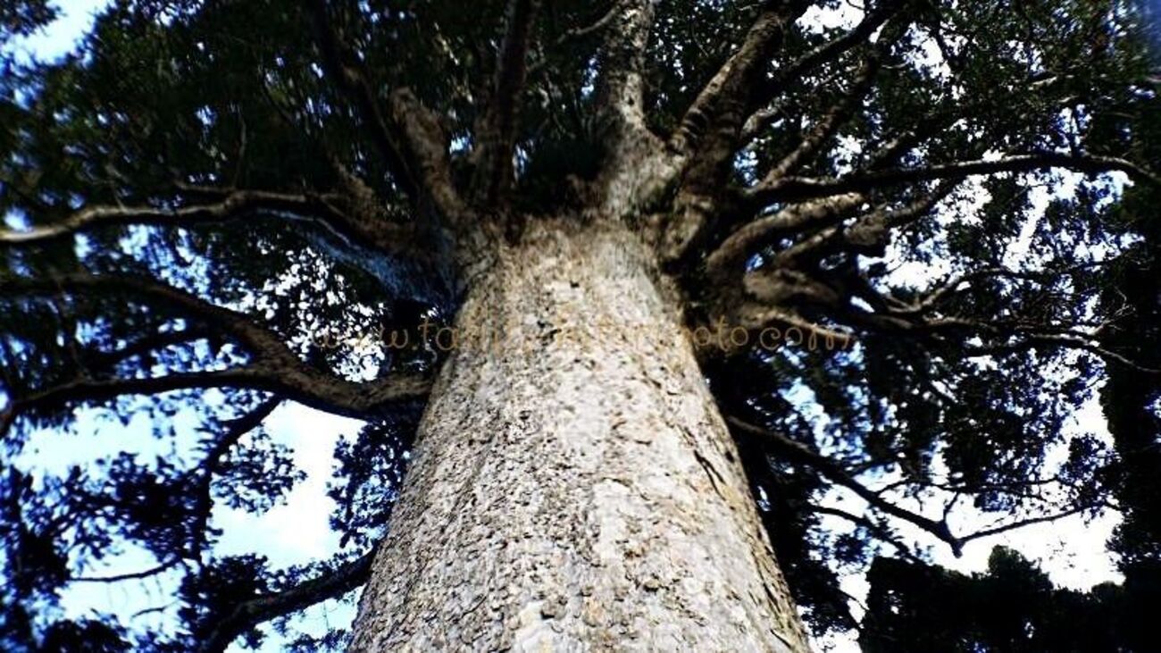 樹齢800年のカウリの木とハグできるパワースポット【ニュージーランド