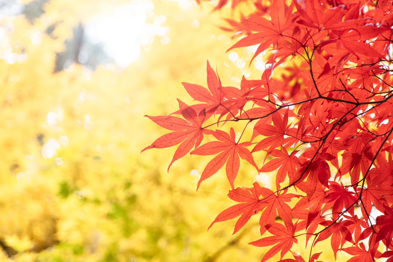 須川高原の紅葉2025：見頃・色づき具合、混雑を避けるおすすめ