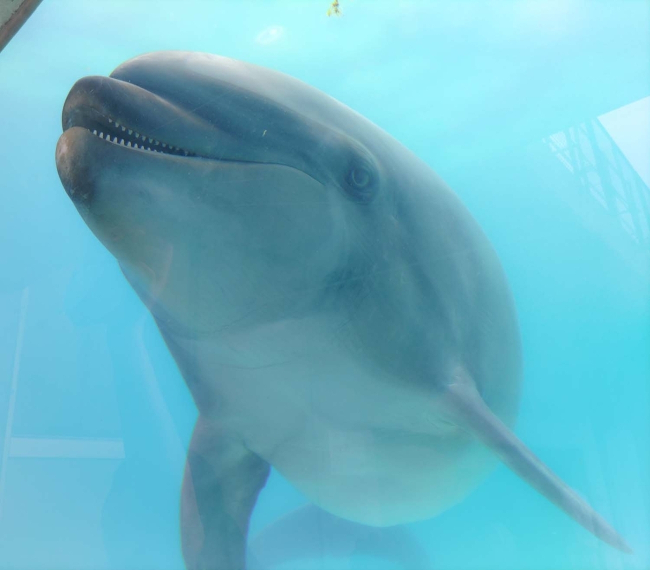越前松島水族館に行きました - 地球の女神を目指す主婦のブログ