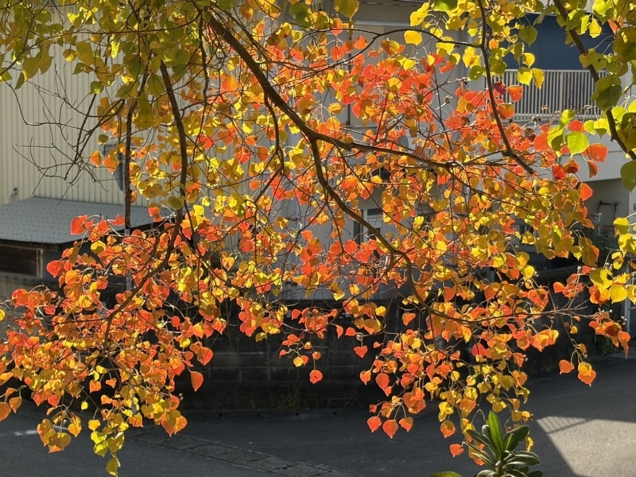 紅葉特集 ！！ 文章無し？で 高知の鮮やかな紅葉・黄葉をご覧頂きます