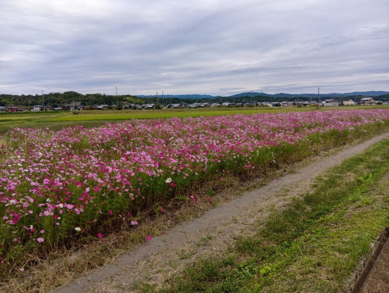 MiRAiレポート新着記事