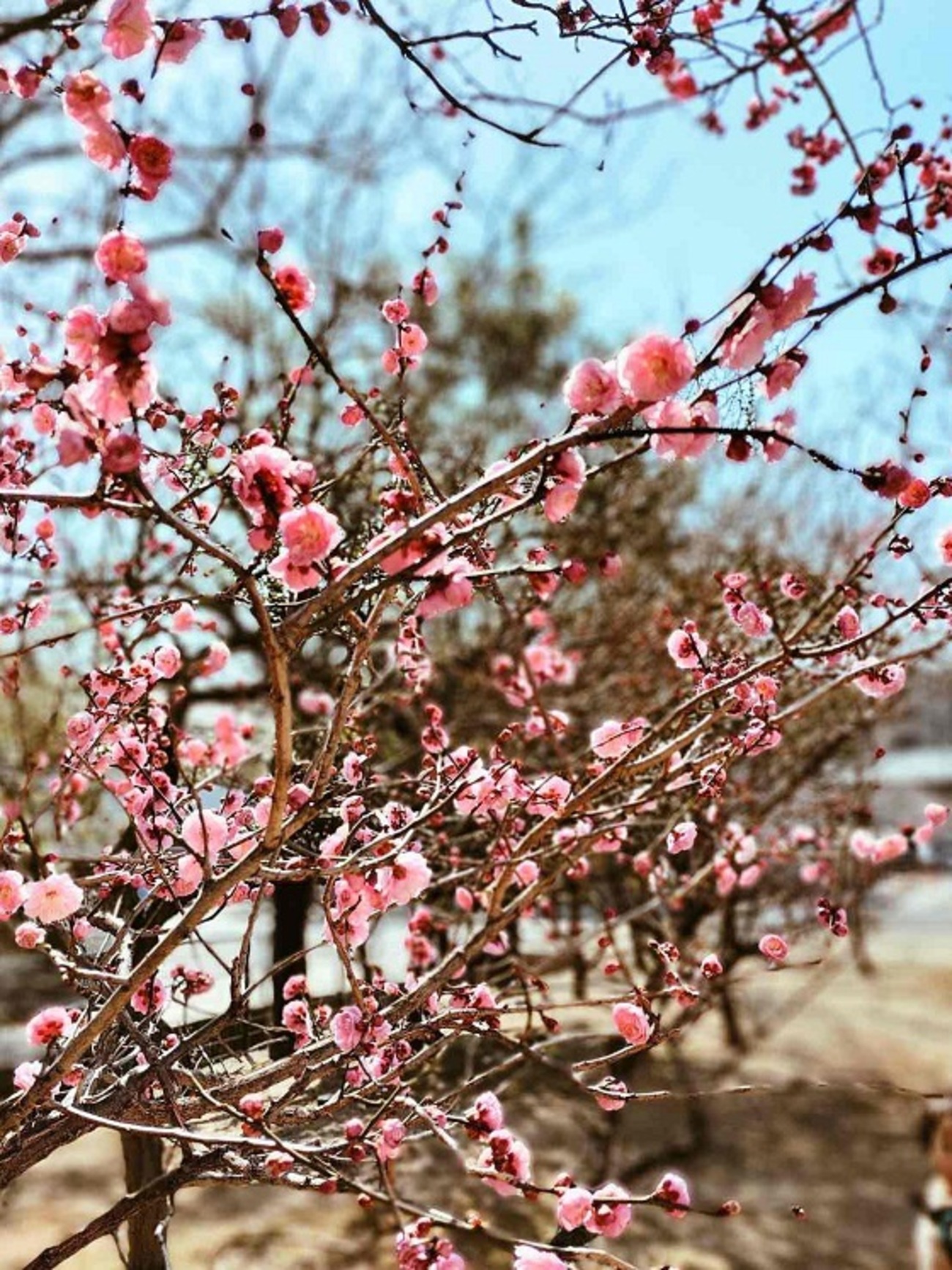 【希少】江戸の花 大正4年 2024年09月 - 花とみどりのお知らせ - 水とみどり・花の情報