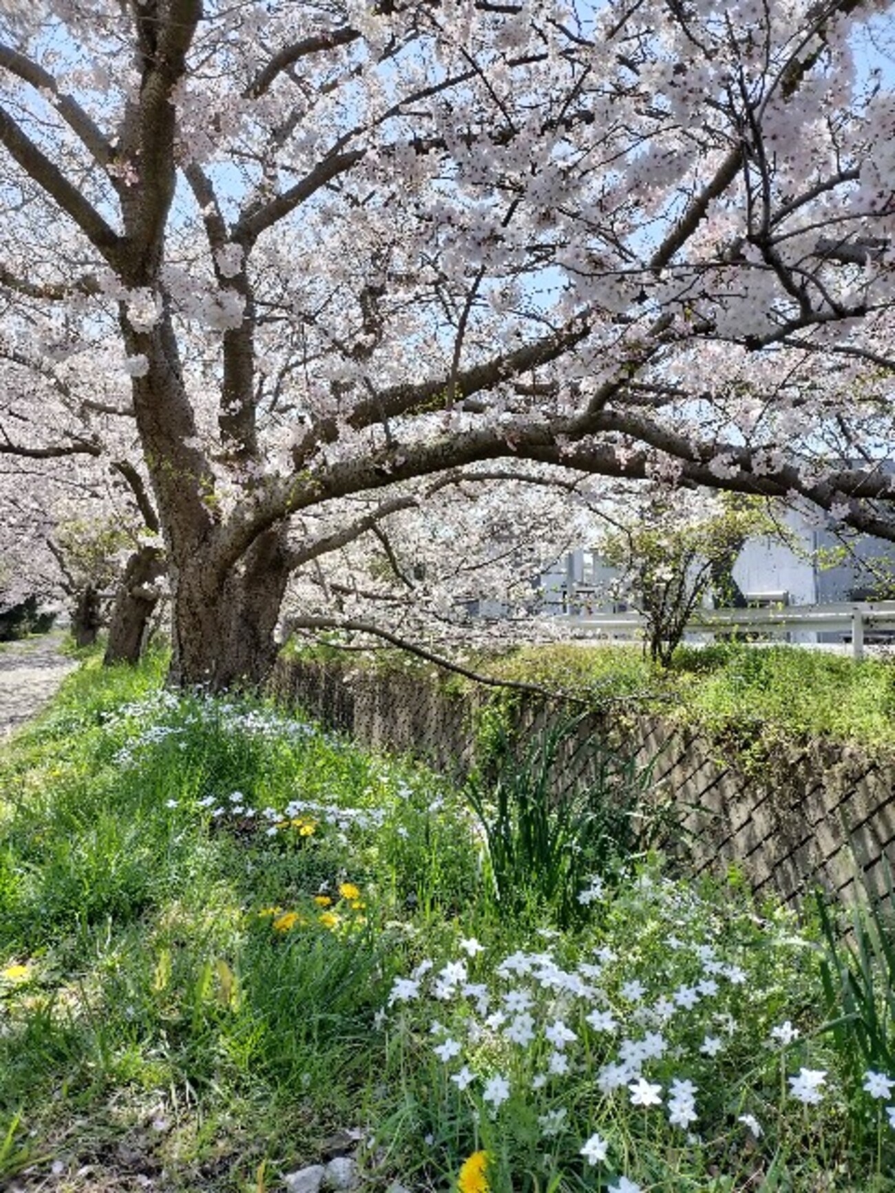 散歩】2023田島桜の里（田島剱沢川の桜） - keepr's diary（本＆モノ