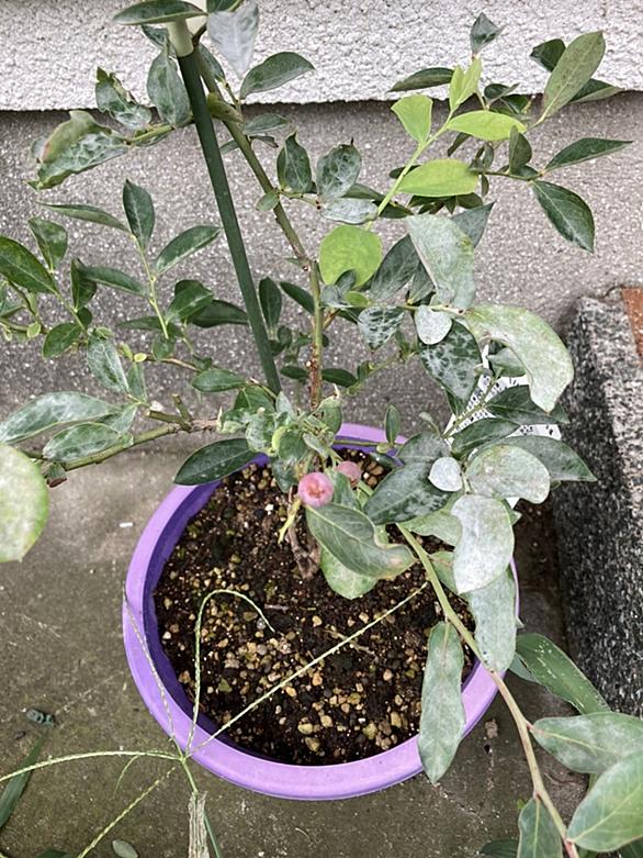 うどんこ病とは 動植物の人気 最新記事を集めました はてな うどんこ病とは 動植物の人気 最新記事を集めました はてな