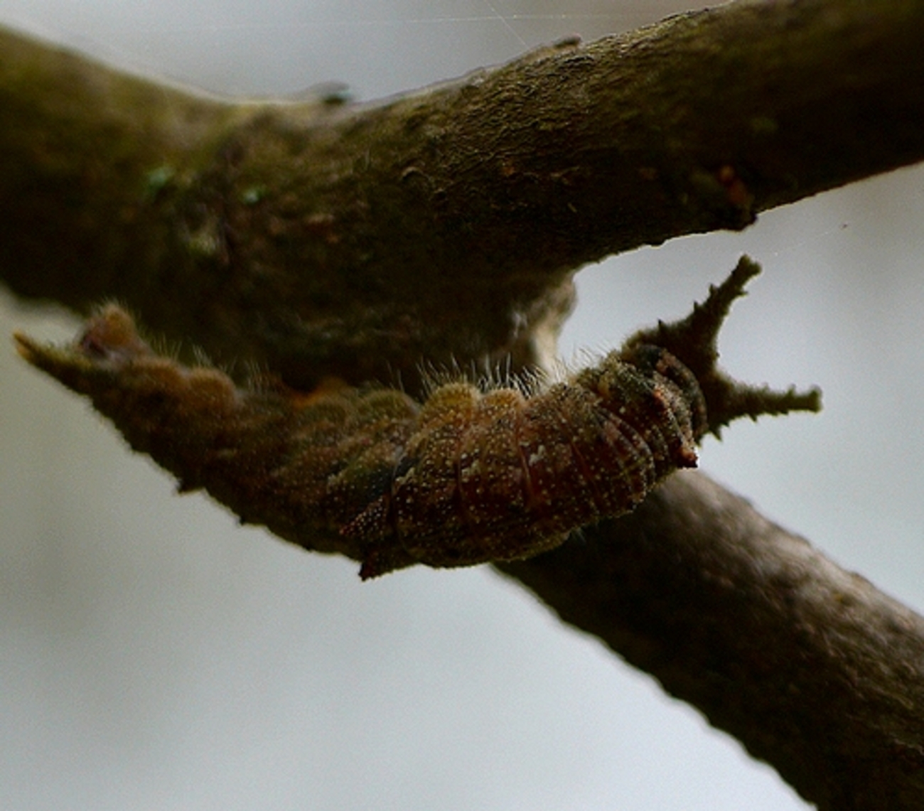 一輪の菊と、近寄る昆虫