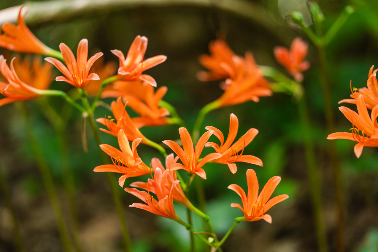 オレンジのキツネノカミソリ - 光と風と薔薇と