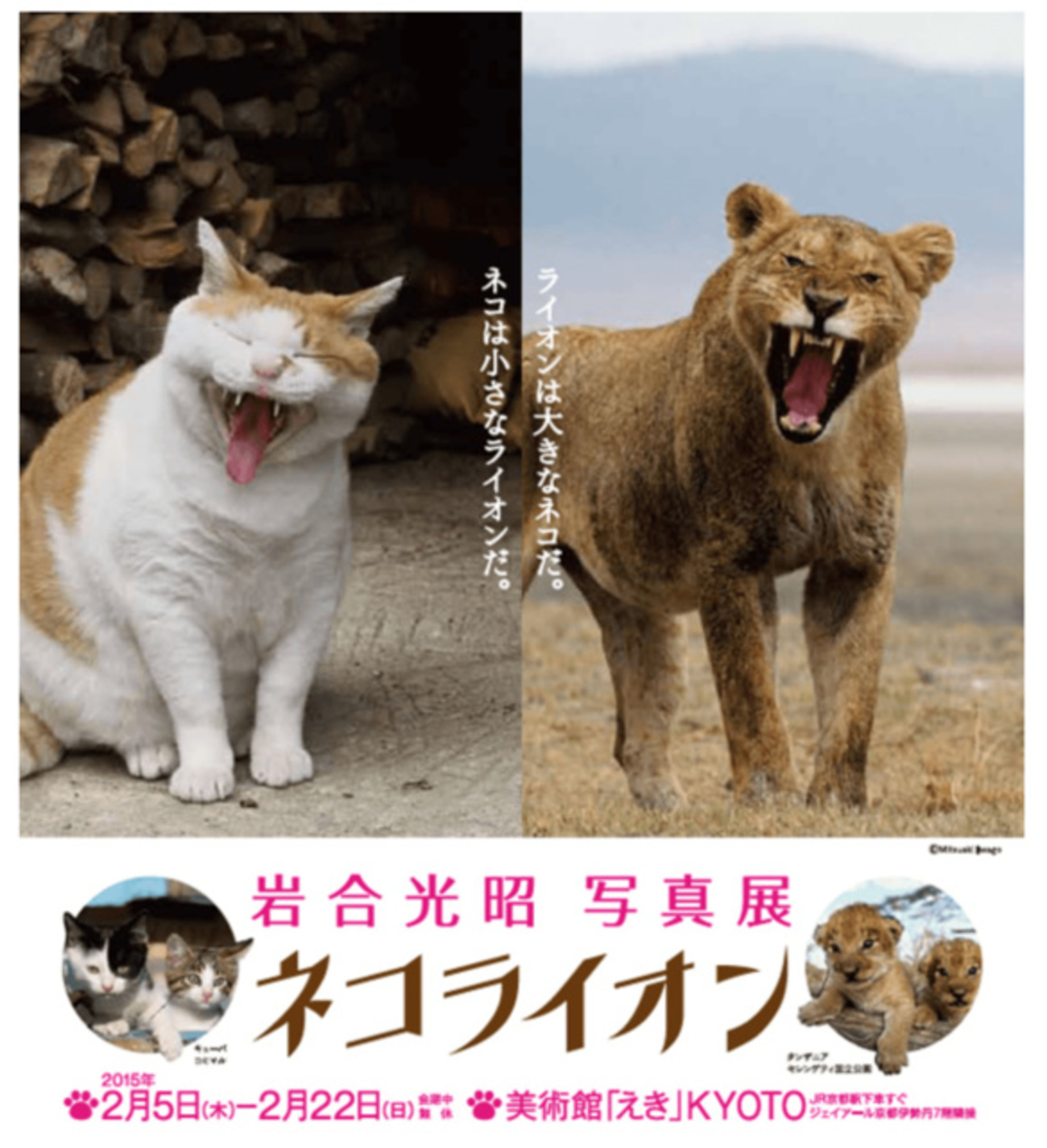ネコとライオンは似ている？ 岩合光昭さんの写真展「ネコライオン」JR