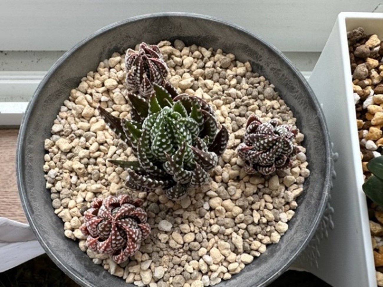 backend=imagemagick;version=1;