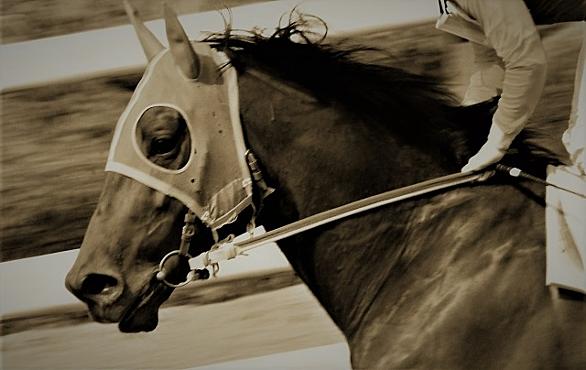 高知競馬場とは スポーツの人気 最新記事を集めました はてな