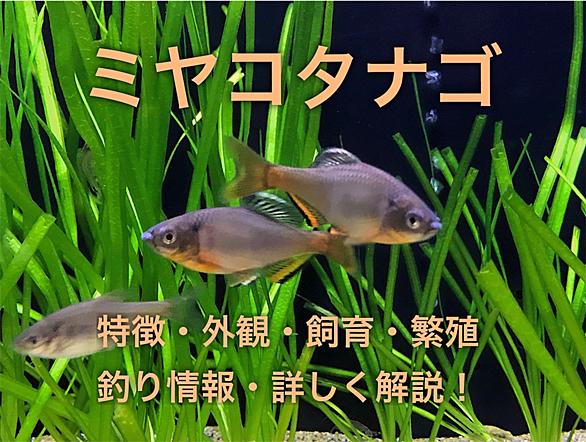 ミヤコタナゴとは 動植物の人気 最新記事を集めました はてな