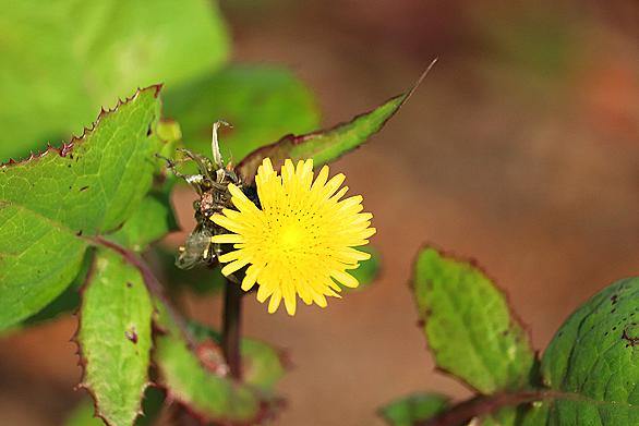 ノゲシとは 動植物の人気 最新記事を集めました はてな