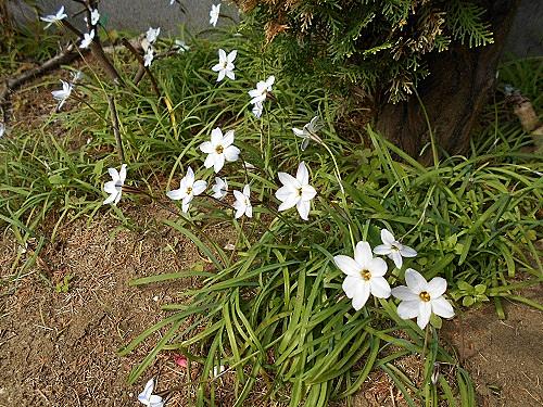 ハナニラとは 動植物の人気 最新記事を集めました はてな ハナニラとは 動植物の人気 最新記事を集めました はてな