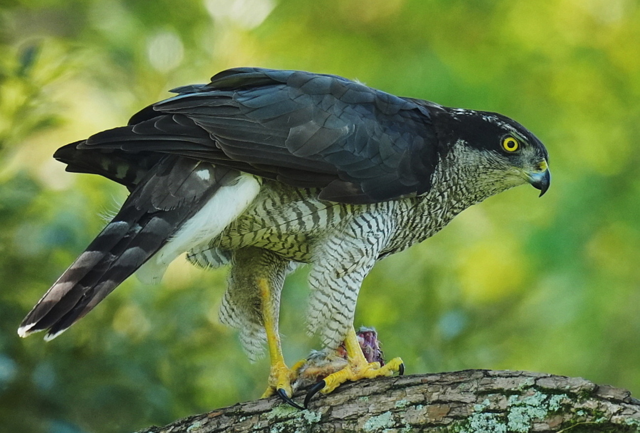 森のオオタカ。成鳥雄・成鳥雌・幼鳥。 - tenmokusan555の日記