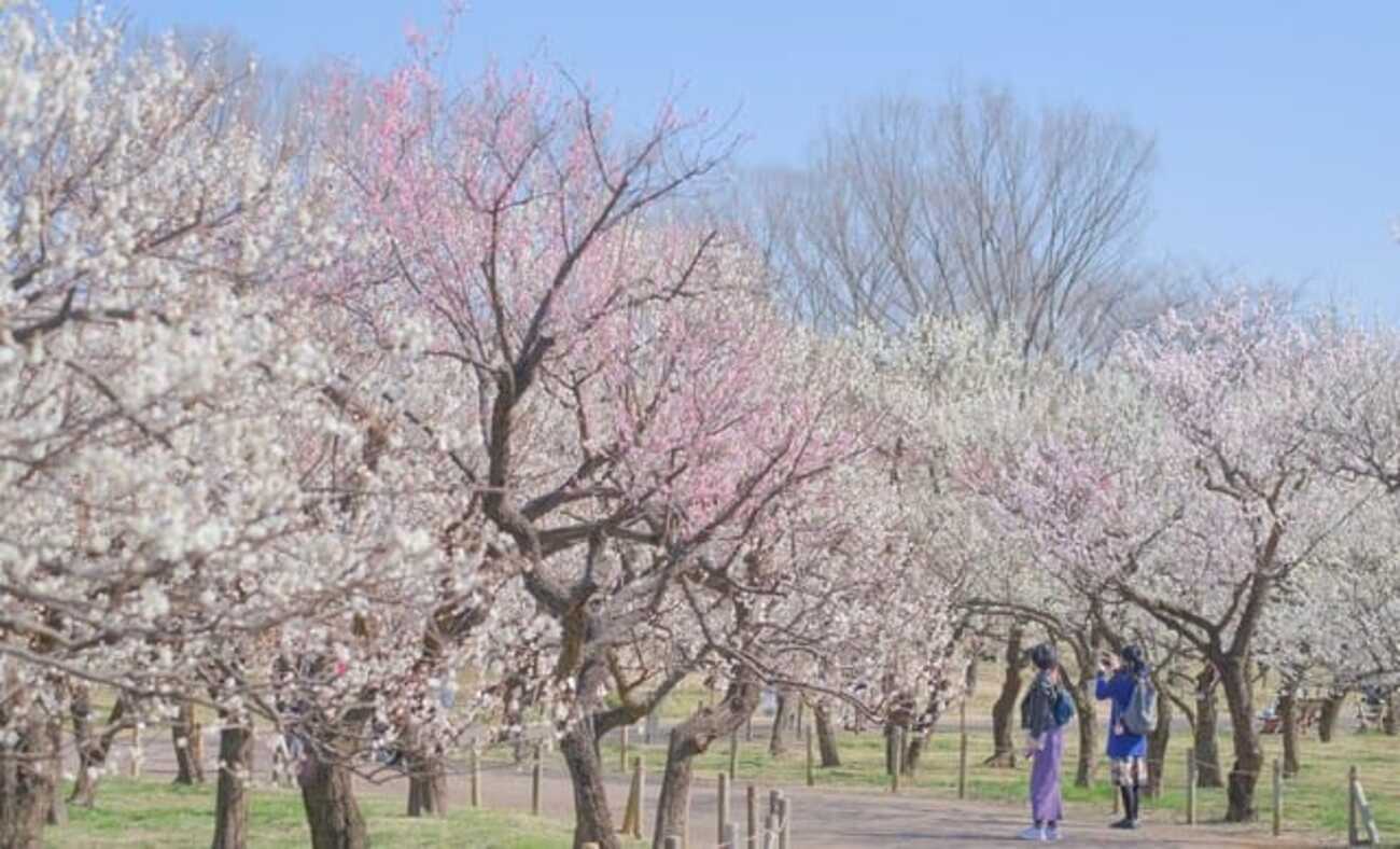 sakeの歩窓から(梅園で梅撮り~) - きっといいこと、あるよね!