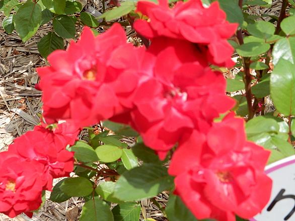 バラとは 動植物の人気 最新記事を集めました はてな バラとは 動植物の人気 最新記事を集めました はてな