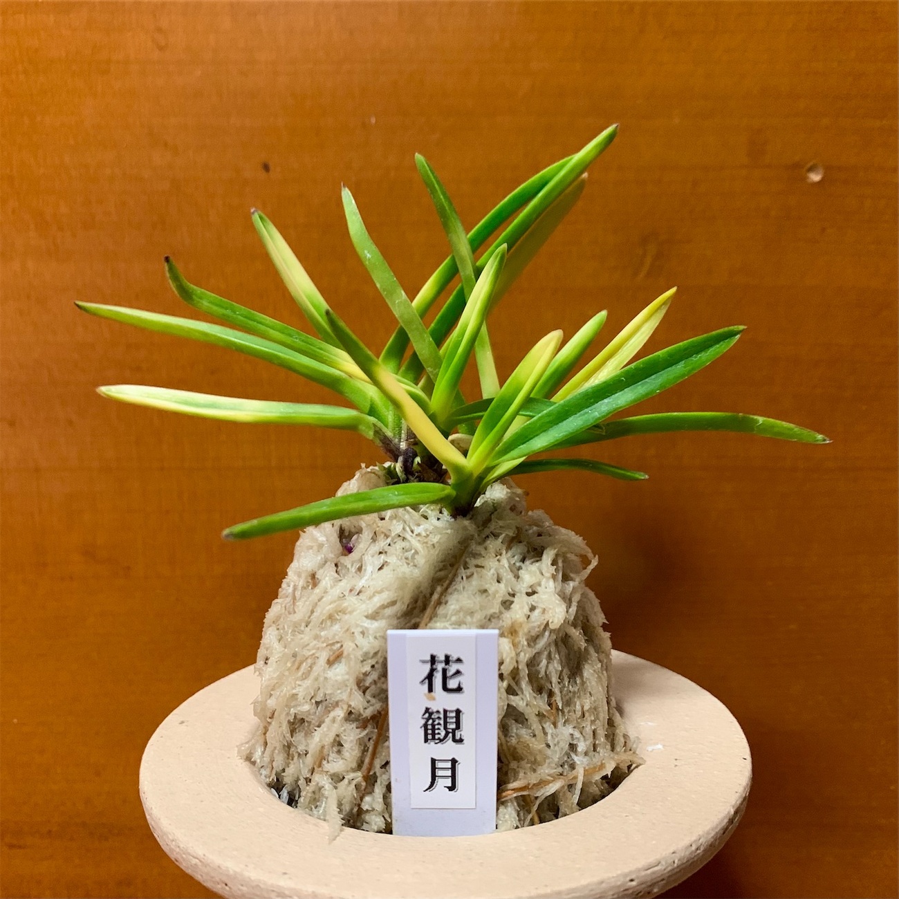 花観月 - 純風満蘭（富貴蘭・風蘭ブログ 着生蘭よもやま話）