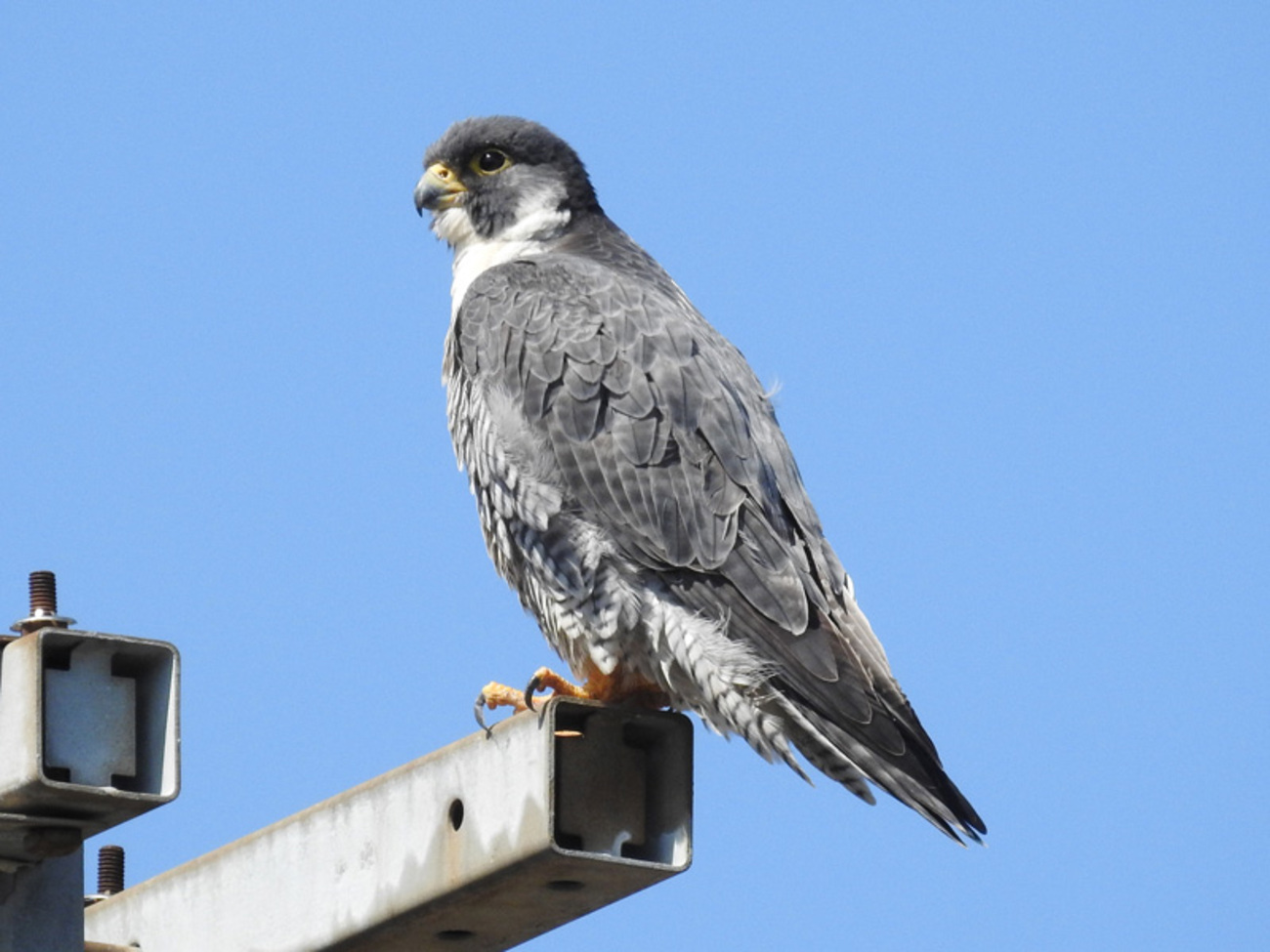 ハヤブサは鳥類界最高峰の飛翔速度！狩りが上手過ぎて孤独な