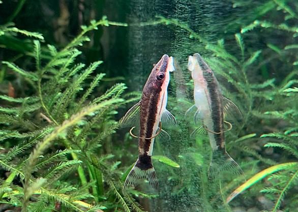オトシンクルスとは 動植物の人気 最新記事を集めました はてな オトシンクルスとは 動植物の人気 最新記事を集めました はてな