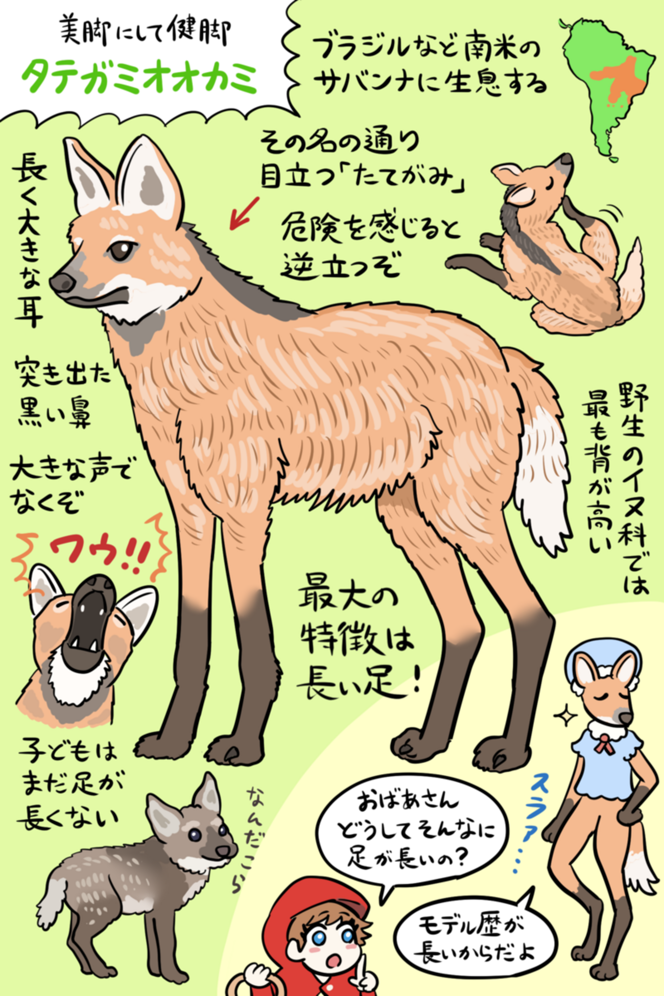 美脚ウォーカー！「タテガミオオカミ」図解 - 沼の見える街
