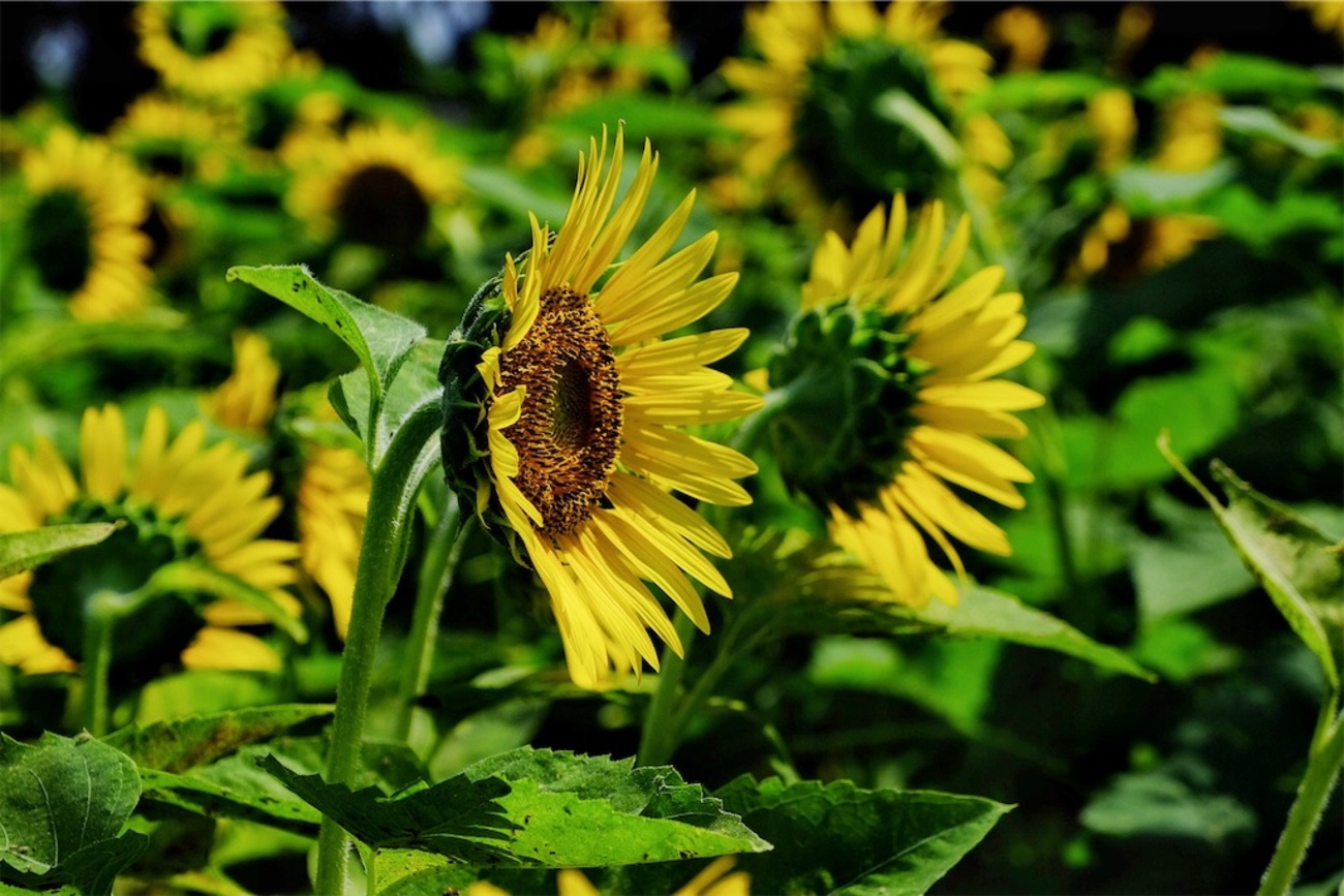 夏の象徴・向日葵を楽しむ！(*^-^*) - Yachaのお写ん歩ブログ
