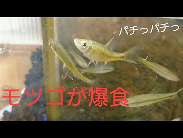 モツゴとは 動植物の人気 最新記事を集めました はてな