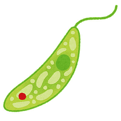 ミドリムシエメラルド 最安値購入 ユーグレナ効果とは