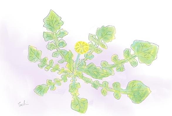 ホトケノザとは 動植物の人気 最新記事を集めました はてな