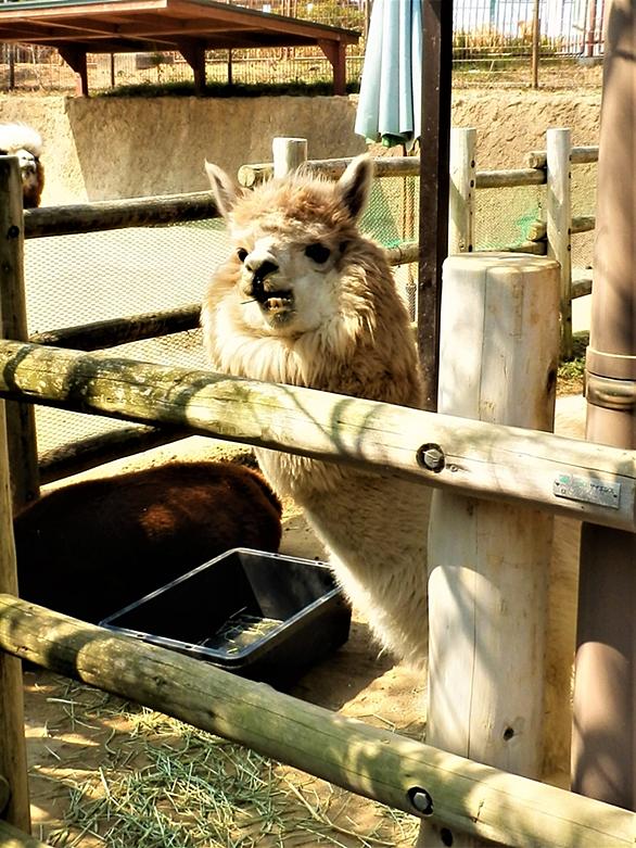 アルパカとは 動植物の人気 最新記事を集めました はてな