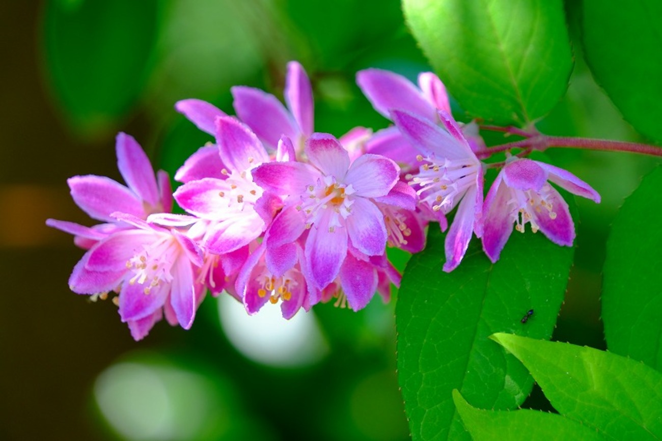ウツギの花(6/4) - 三太の写真日記